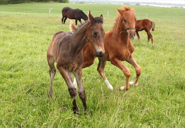 Dansk Varmblod Alby's Red Romance billede 13