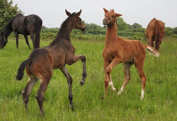 Dansk Varmblod Alby's Red Romance billede 14