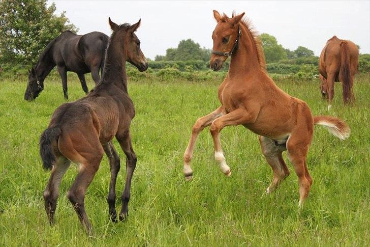 Dansk Varmblod Alby's Red Romance billede 15