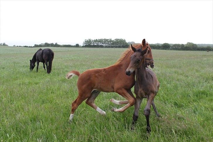 Dansk Varmblod Alby's Red Romance billede 16