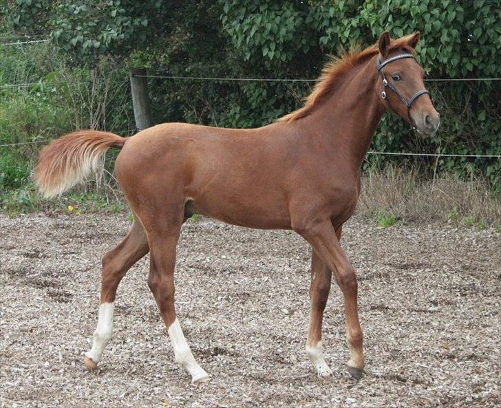 Dansk Varmblod Alby's Red Romance billede 17