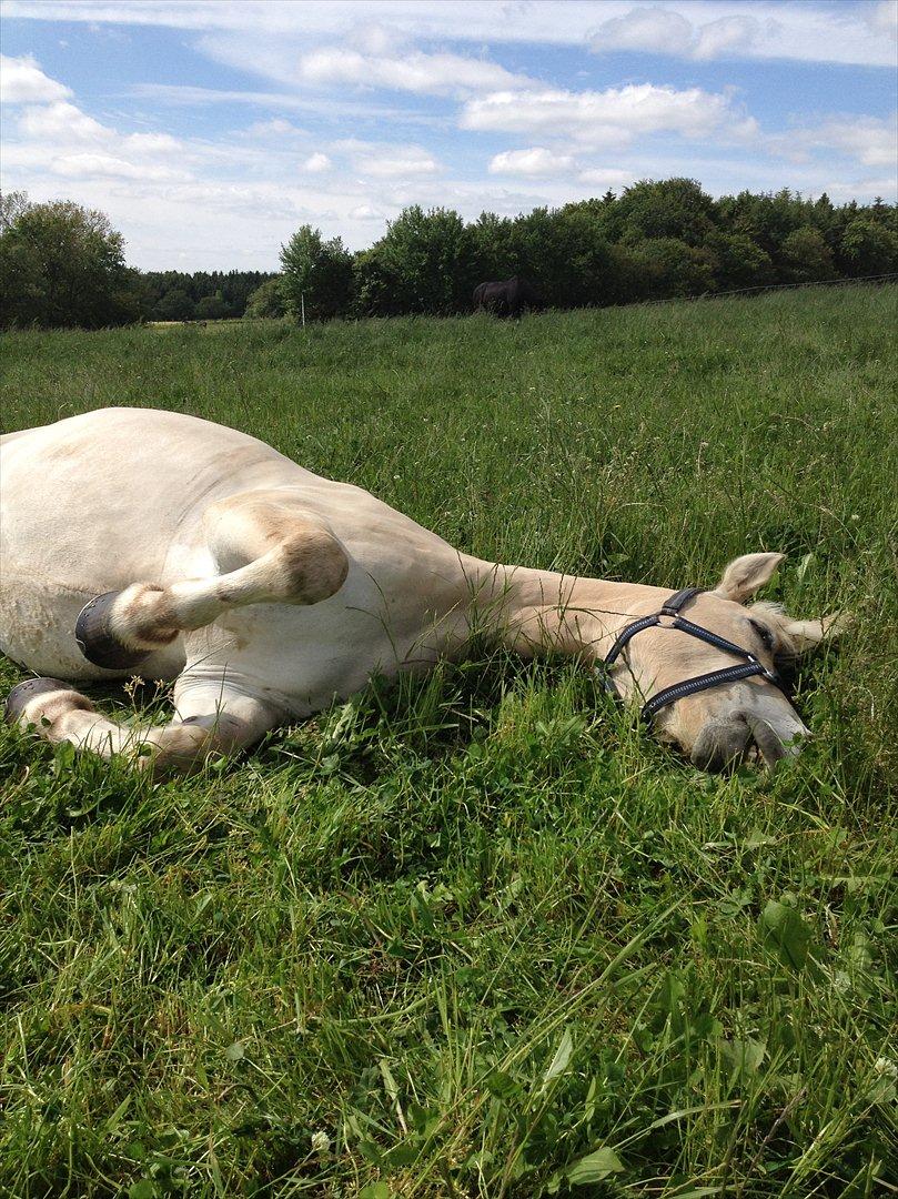 Fjordhest Højgaards Findus - Sommer 2013 billede 15