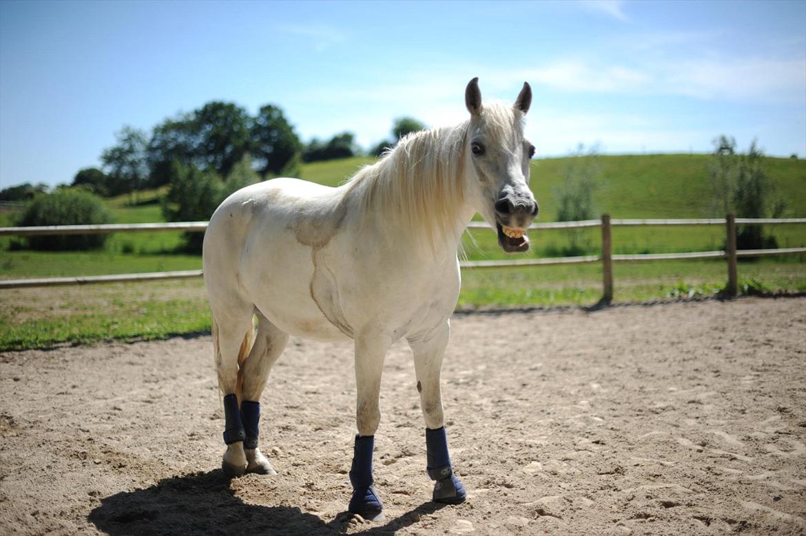 Connemara Søstholm Merlin *Mit liv* - 15) Efter en dejlig ridetur :) *Foto: Anina* 21.06.12 billede 7