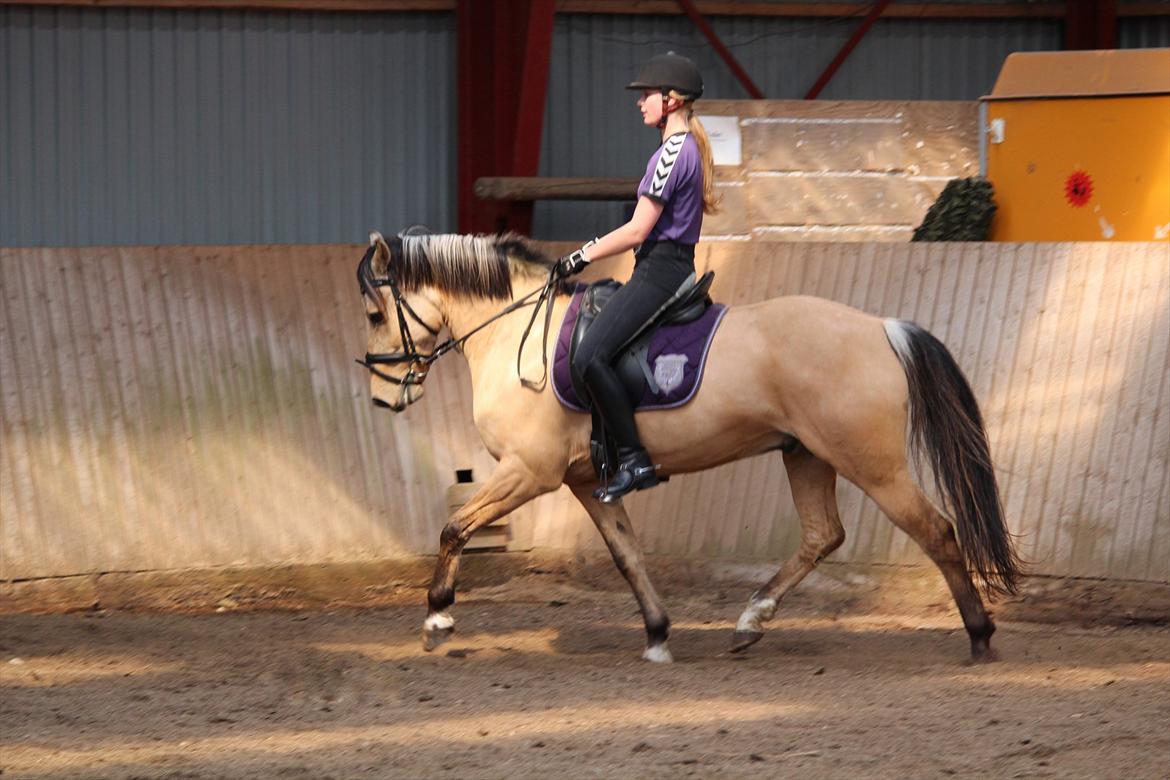 Anden særlig race Vangshøjs Baily <3 B-PONY - "The magic is created, when two becomes one."
Undervisning ved Johannes Sørensen
Foto: Maja Baun billede 4