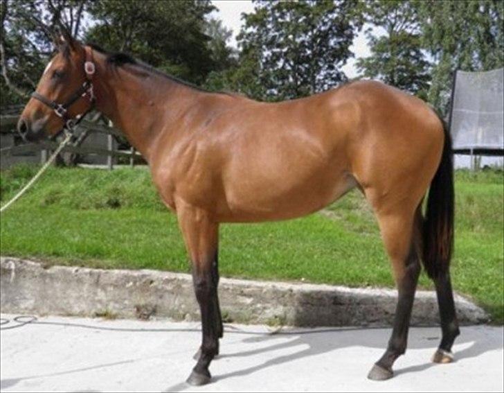 Fuldblod (XX) Be my vision billede 3