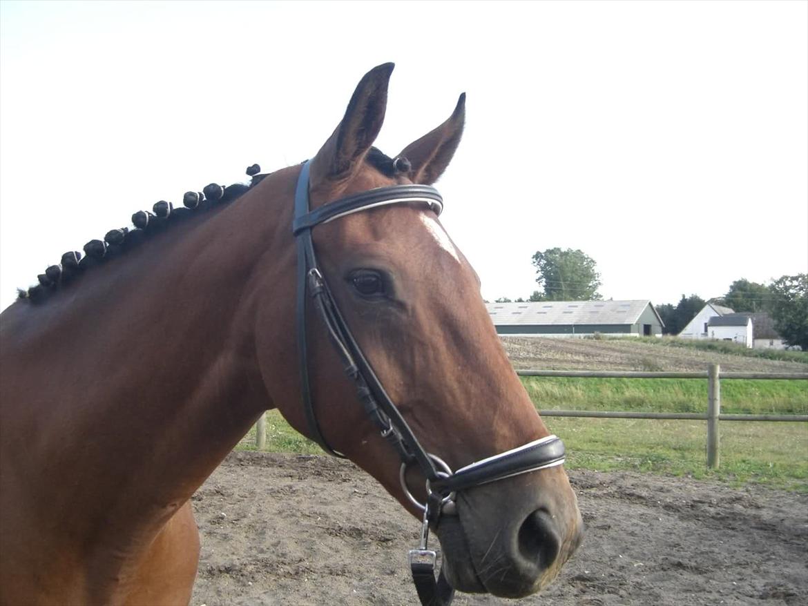 Fuldblod (XX) Be my vision billede 4