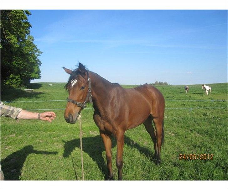 Fuldblod (XX) Be my vision billede 2