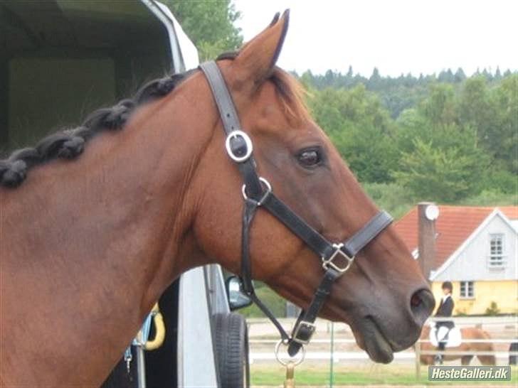 Fuldblod (XX) Be my vision billede 5