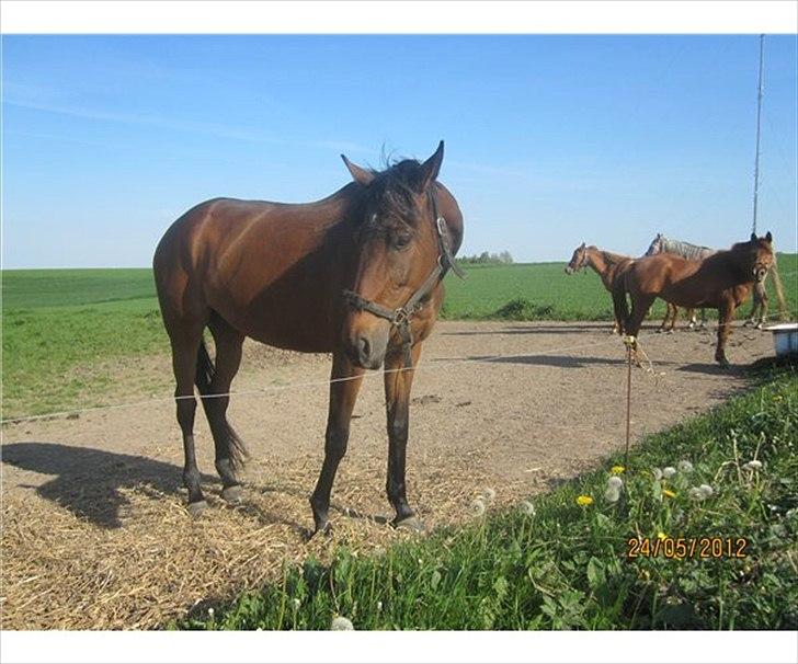 Fuldblod (XX) Be my vision billede 6