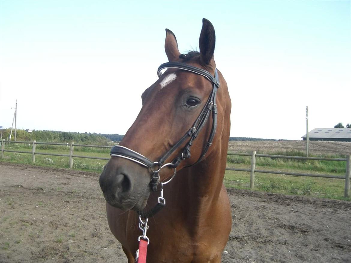 Fuldblod (XX) Be my vision billede 7