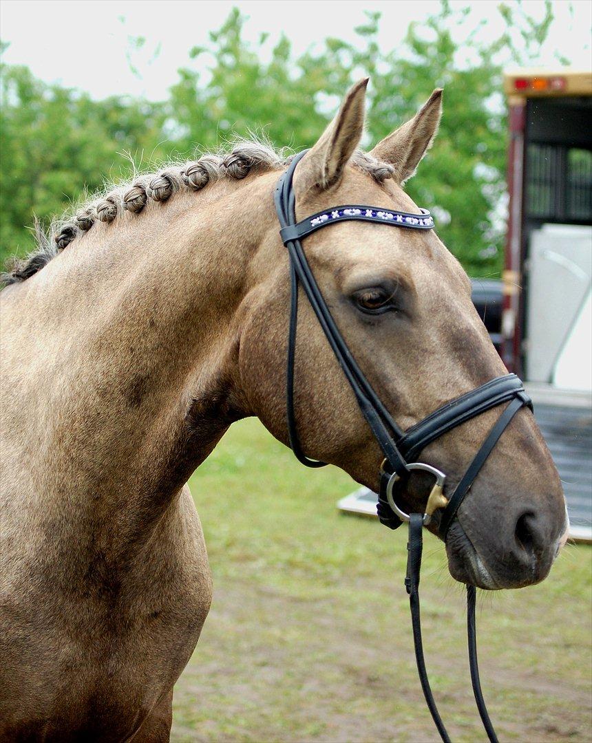 Palomino CHOPALI - Teppestrup juni 2012, med sit nye sponsor-pandebånd fra Zenndia Horse Design. billede 25