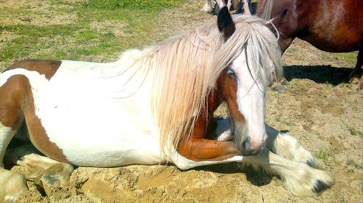 Irish Cob Cosy Beautey Báine (Bounty) billede 1