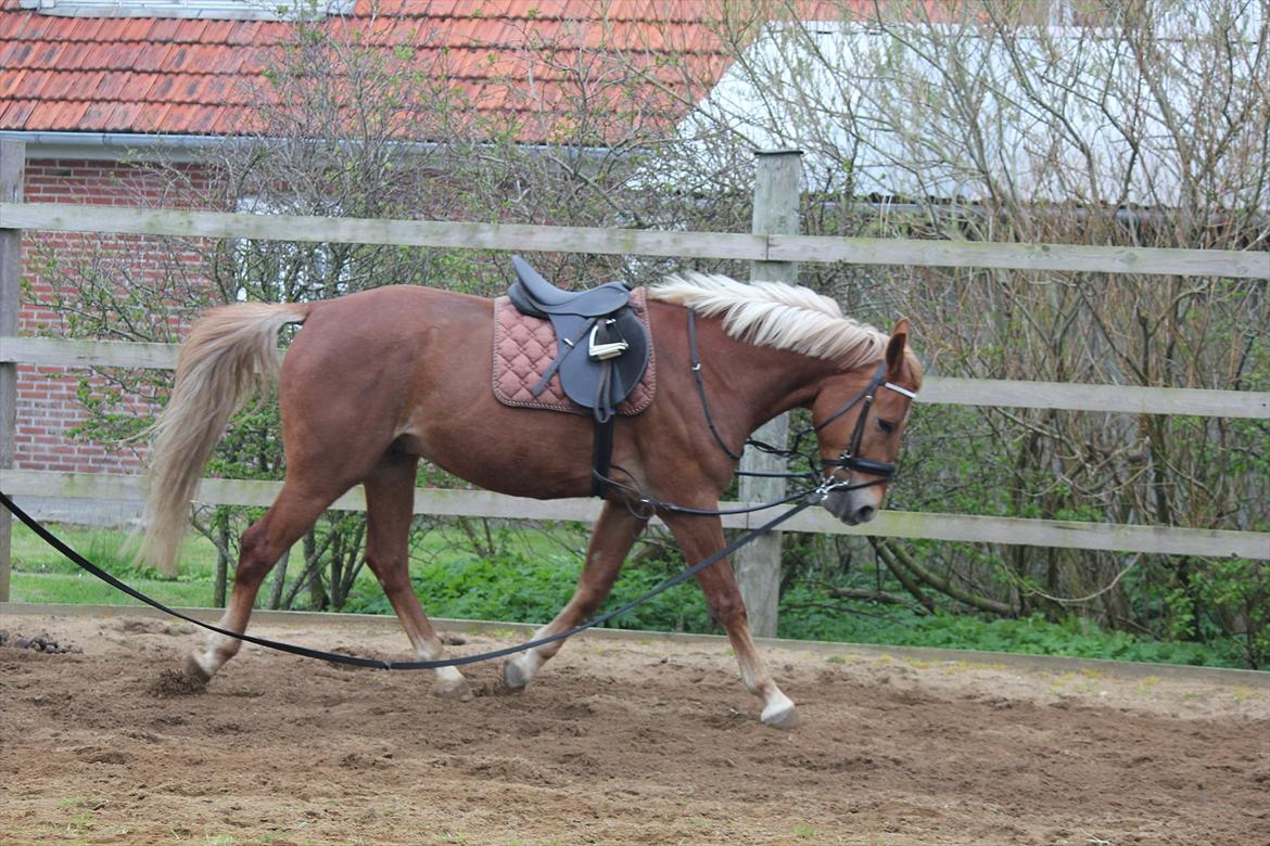 Anden særlig race Julius Cæsar *Solgt* billede 14