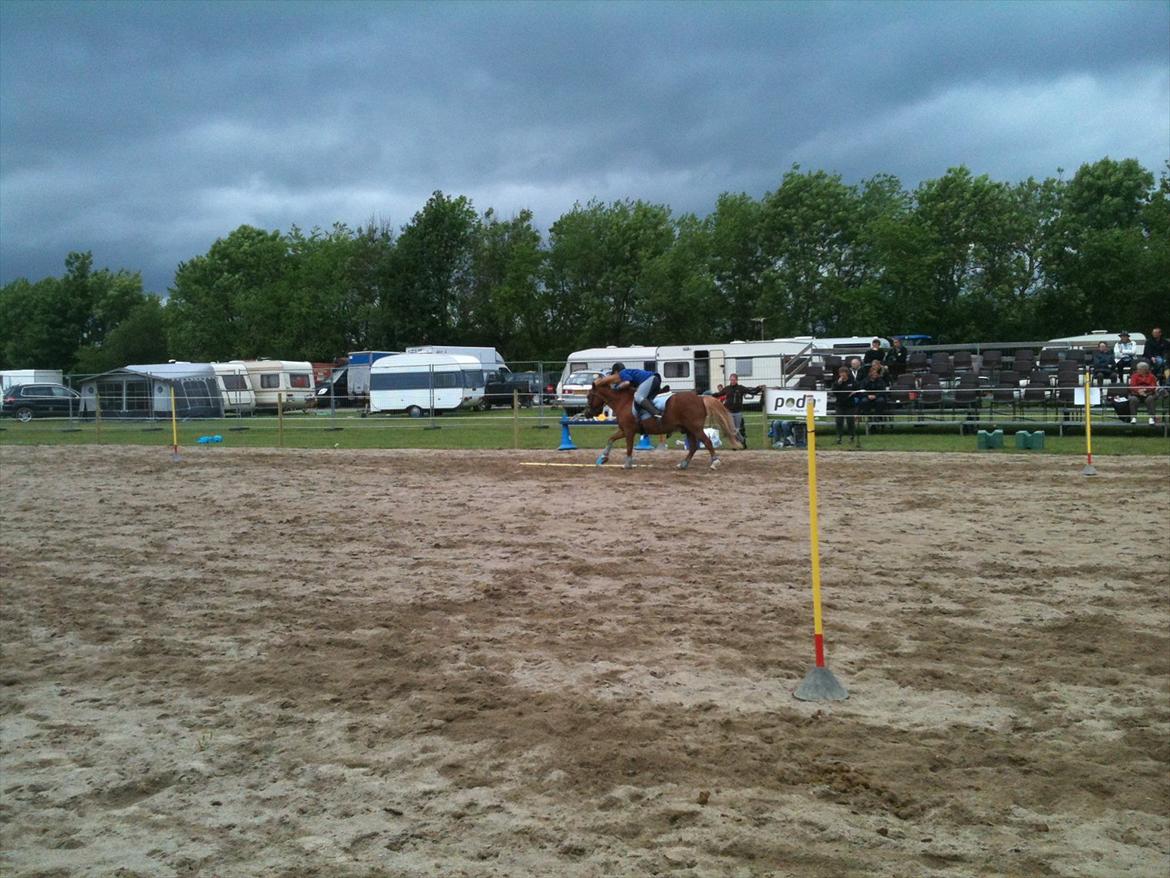 Anden særlig race Tasano - Roskilde Dyrskue 2012, 4H, Ponygames billede 28
