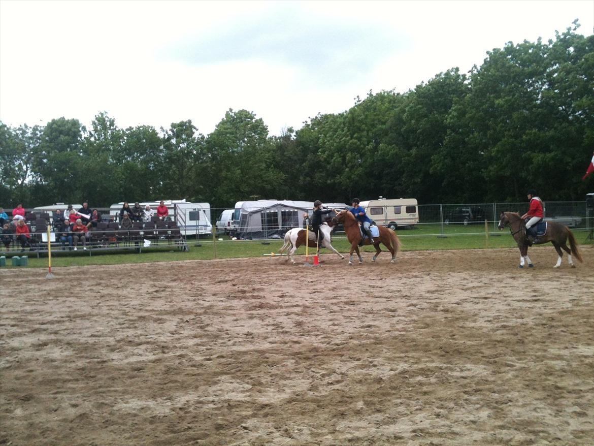 Anden særlig race Tasano - Roskilde Dyrskue 2012, 4H, Ponygames billede 29
