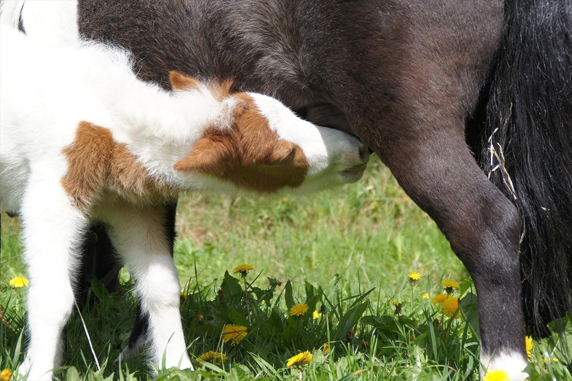 Dansk Miniature Schack´s Blue Bacardi West - Det er godt det Bacardi mor har billede 2