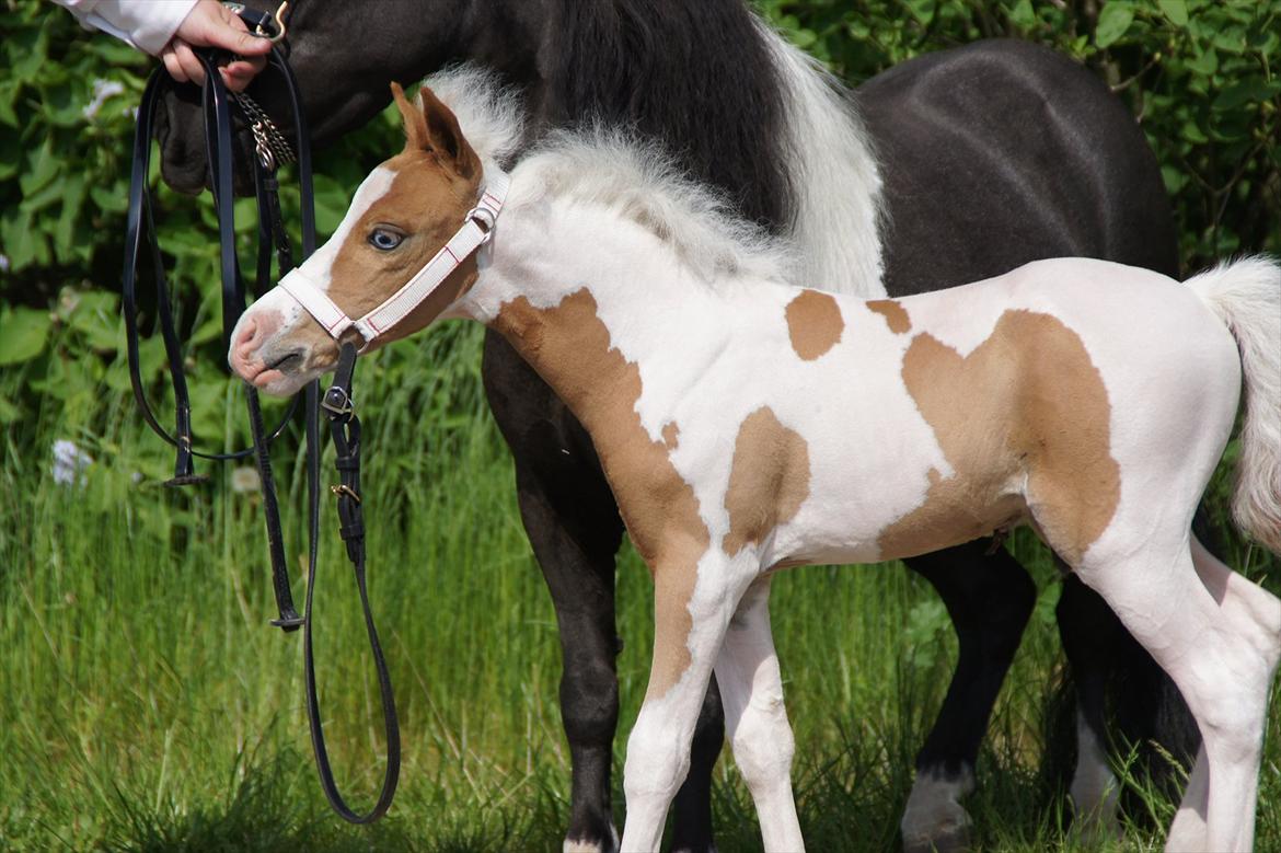 Dansk Miniature Schack´s Blue Bacardi West - hvad har du der?? billede 7