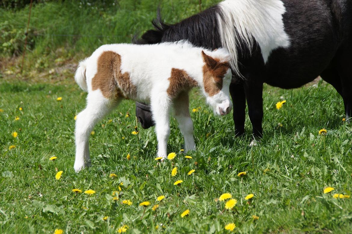 Dansk Miniature Schack´s Blue Bacardi West - Det er hårdt at være ude den først dag man er jo også kun 12 timer gammel billede 3