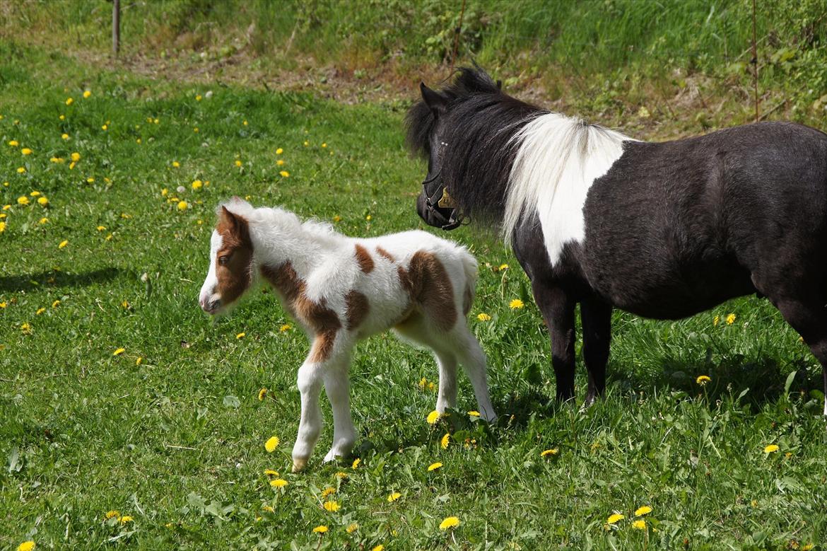 Dansk Miniature Schack´s Blue Bacardi West - Hvem stå der over?? billede 4