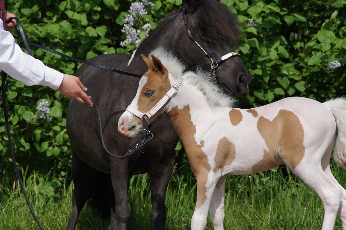 Dansk Miniature Schack´s Blue Bacardi West - Det er godt nok spænde at være i byen 14 dage gammel billede 6