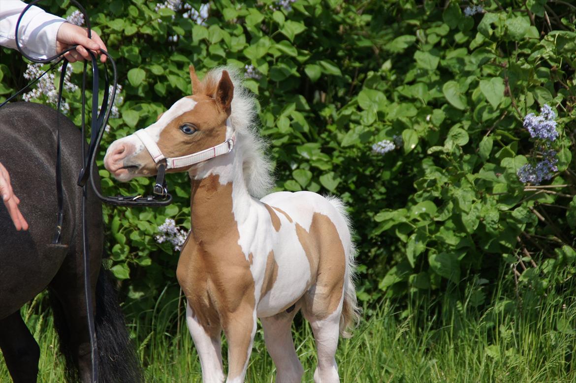 Dansk Miniature Schack´s Blue Bacardi West - Hvad er det for lyde du kommer med? billede 8
