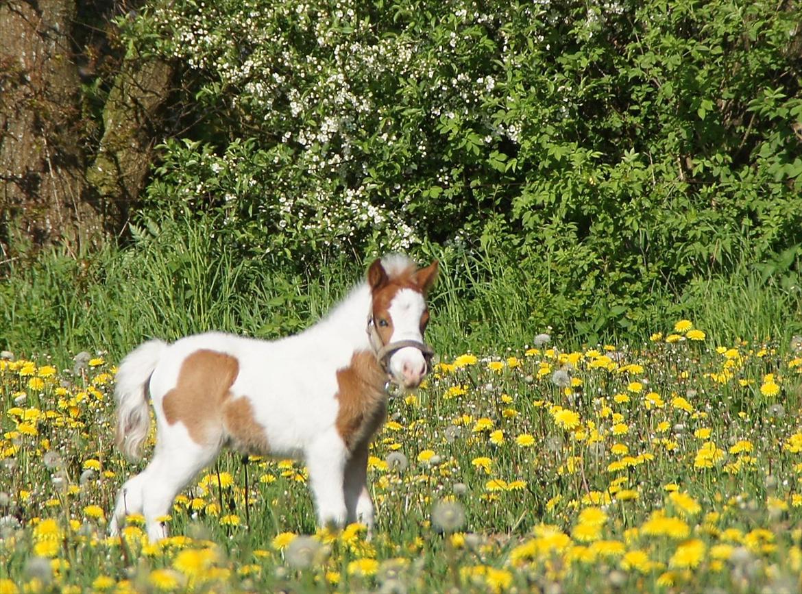 Dansk Miniature Schack´s Blue Bacardi West - Er der nogle der kan sige hvor mor er? billede 5