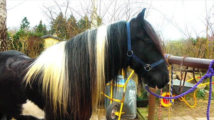 Irish Cob Sir charles - Min lille stjerne billede 20