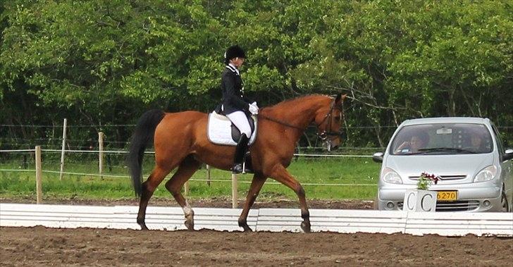 Dansk Varmblod Bastianborgs Zantos - Stævne i Ranum d. 23.06.12 billede 13