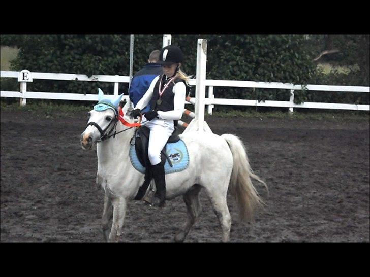 Welsh Pony (sec B) Apollon - polle <3 *SAVNES* - Samsømester i spring 23-6 2012
5 starter billede 12