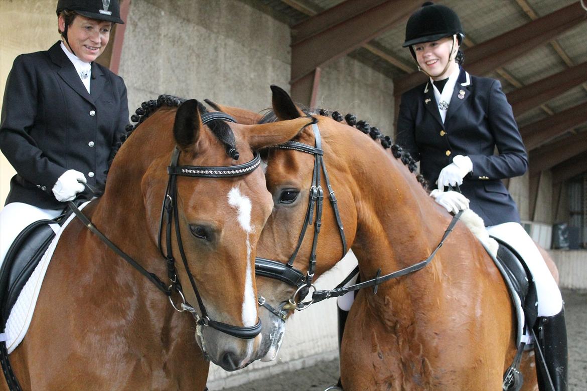 Dansk Varmblod Bastianborgs Zantos - Hilser på Faust:-D
 billede 15