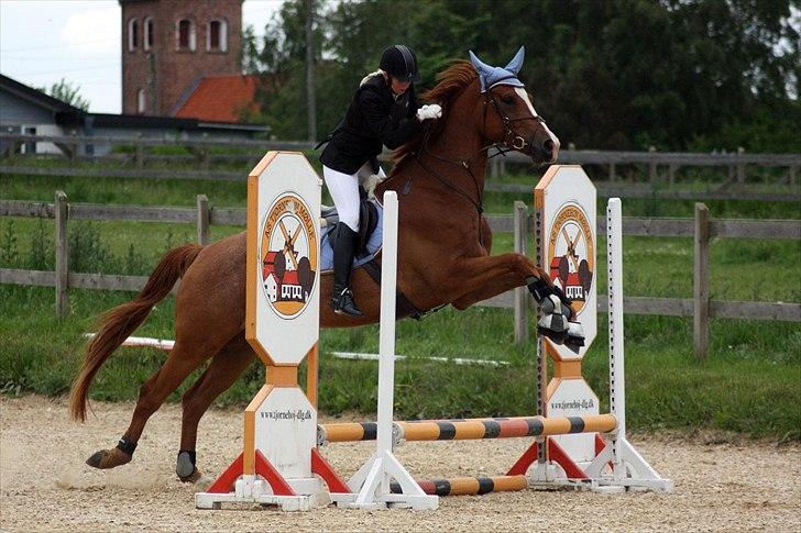 Dansk Varmblod Birkemosegaards Toronto - Flyvende Toronto :) billede 5