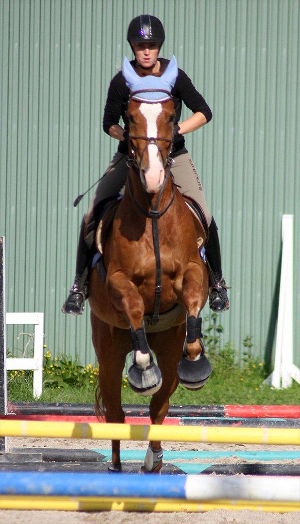 Dansk Varmblod Birkemosegaards Toronto - Træning :)
 billede 6