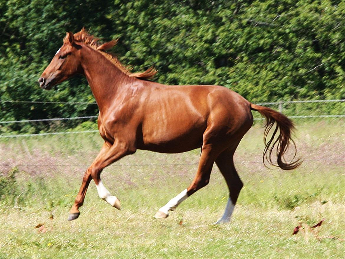 Dansk Varmblod Brunhøjgård´s Zurprise billede 7