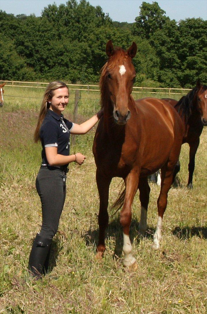Dansk Varmblod Brunhøjgård´s Zurprise billede 8