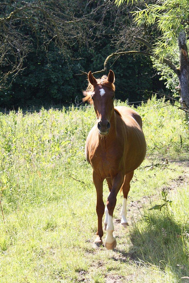 Dansk Varmblod Brunhøjgård´s Zurprise billede 11