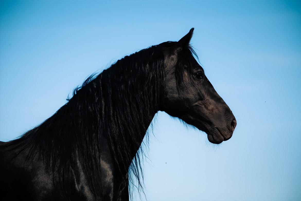 Welsh Cob (sec D) Dynamite Survivor *Buster* - Sommer 12 billede 1