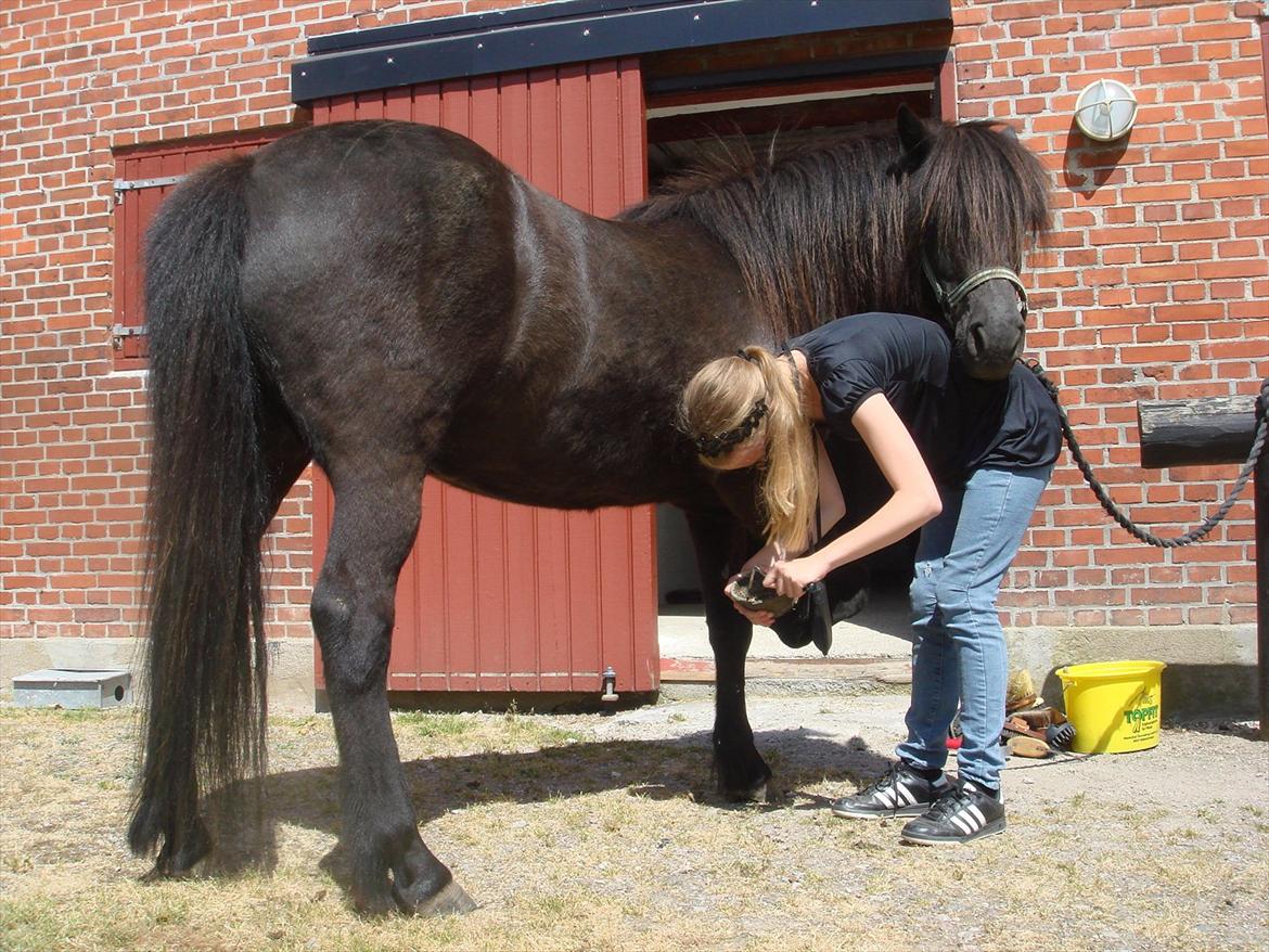 Islænder Yringúr (Ingolf) - Det går fremad :D billede 14