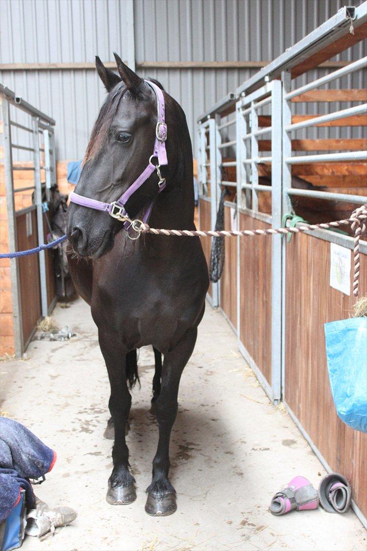 Frieser Sussi (Sofia) billede 1