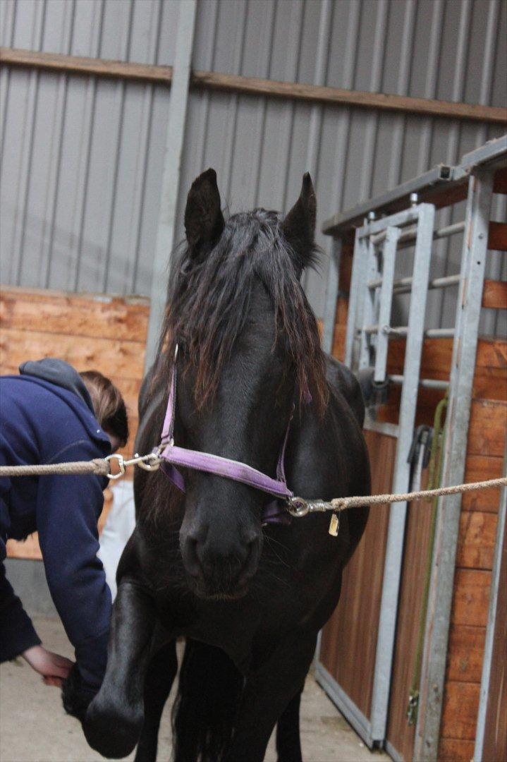 Frieser Sussi (Sofia) billede 2