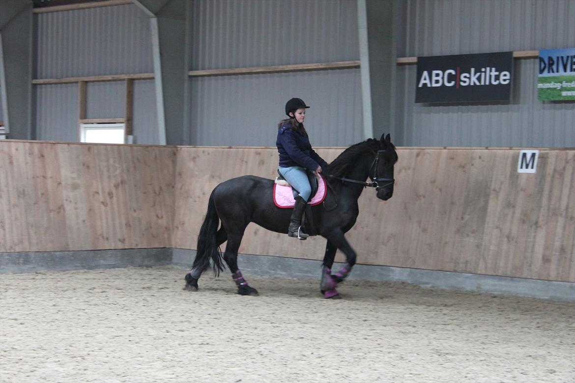 Frieser Sussi (Sofia) billede 3