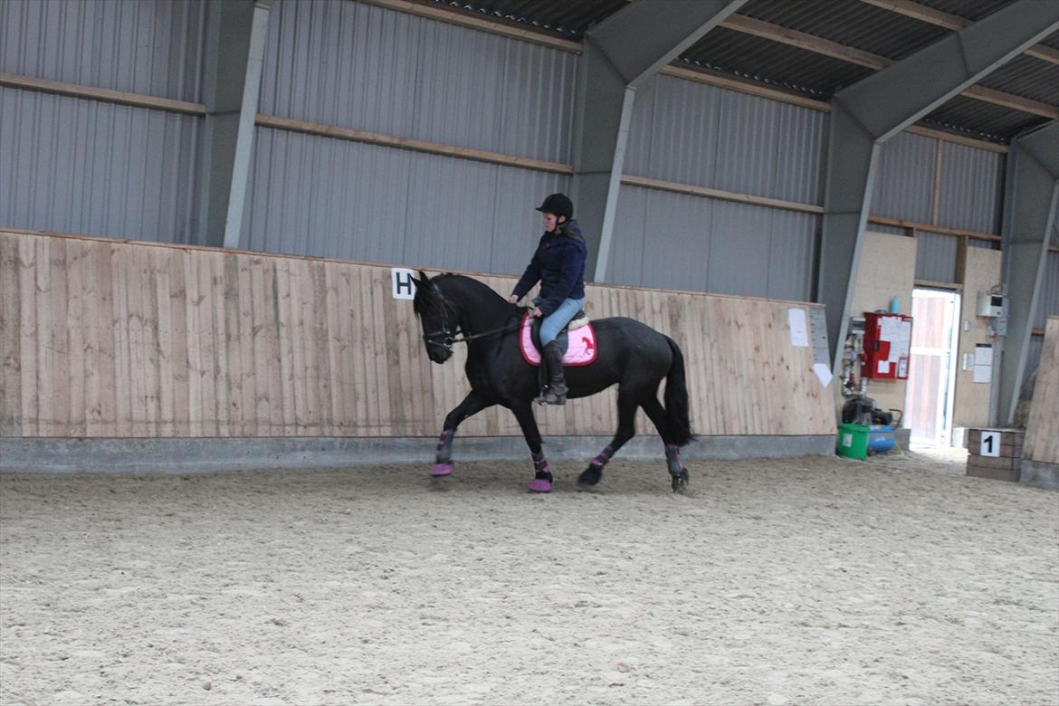 Frieser Sussi (Sofia) billede 4