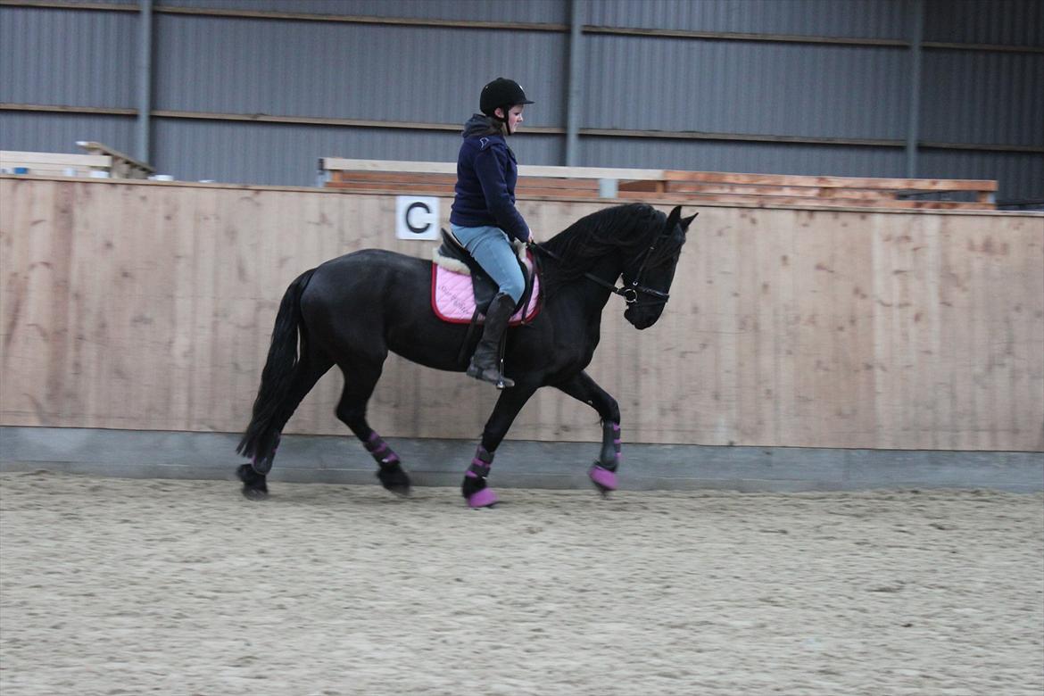 Frieser Sussi (Sofia) billede 5