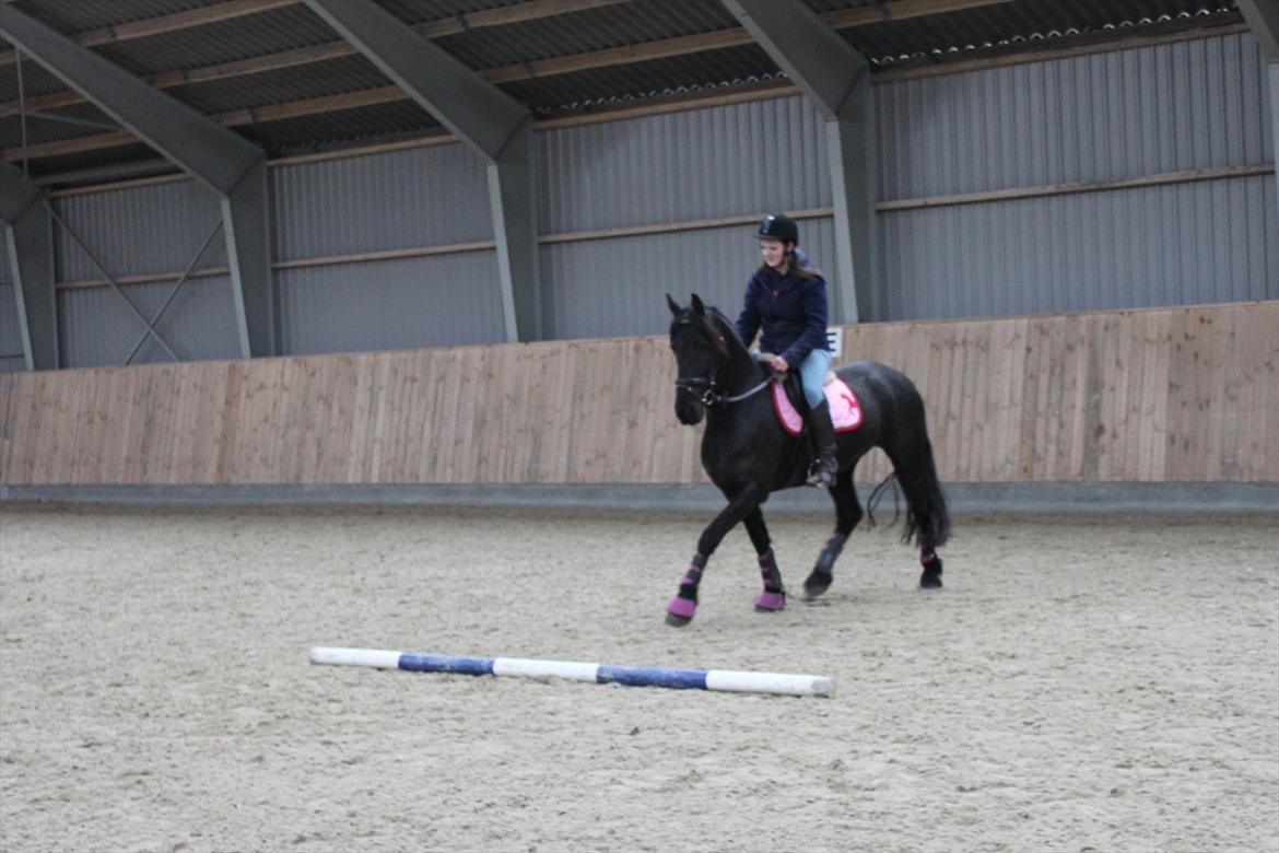 Frieser Sussi (Sofia) billede 6