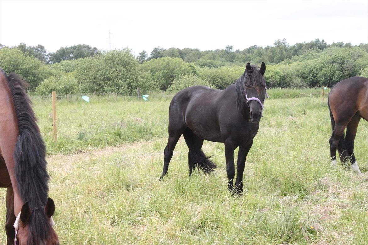 Frieser Sussi (Sofia) billede 7