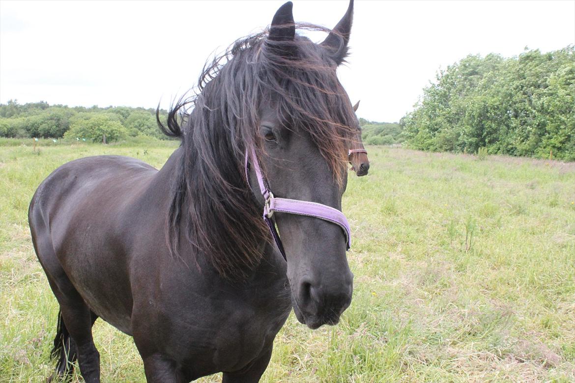 Frieser Sussi (Sofia) billede 8