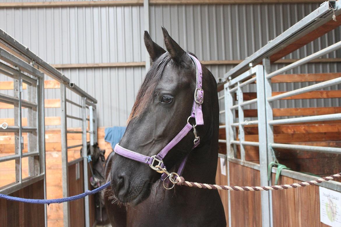 Frieser Sussi (Sofia) billede 9