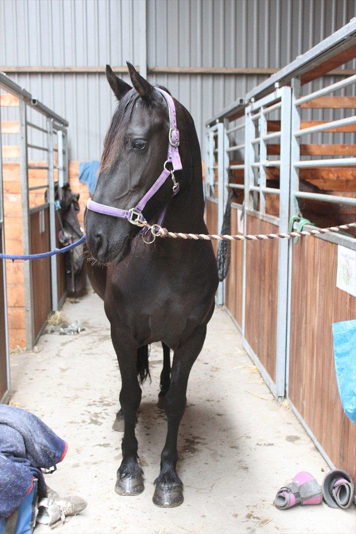 Frieser Sussi (Sofia) billede 10