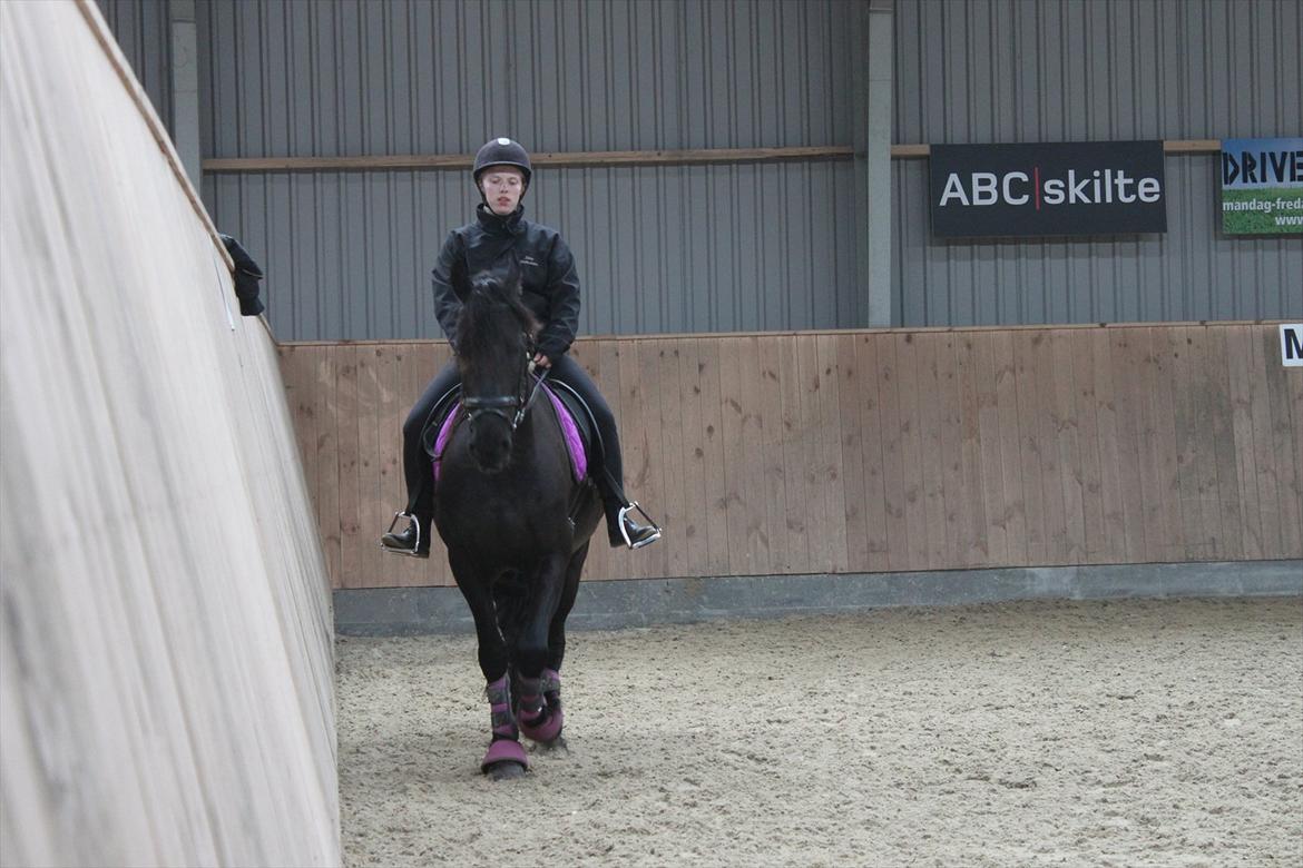 Frieser Sussi (Sofia) billede 11