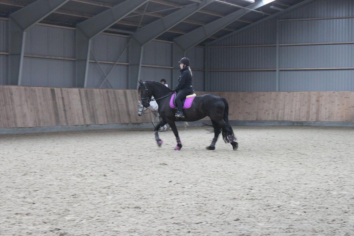 Frieser Sussi (Sofia) billede 12