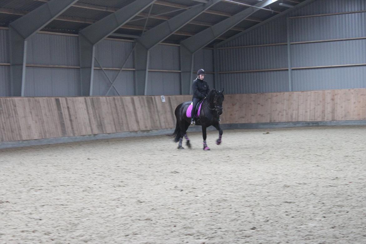 Frieser Sussi (Sofia) billede 13